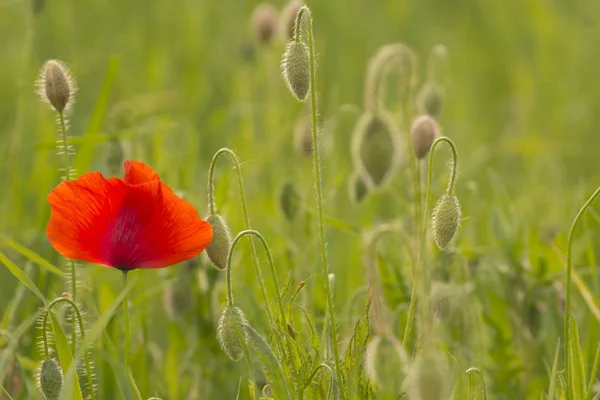 緑の芝生に赤いケシのフィールド — ストック写真