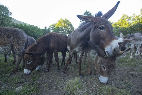 First Floor Small Group Donkeys Grazing — Stock Photo, Image