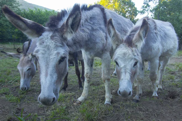 First Floor Small Group Donkeys Grazing — Stock Photo, Image