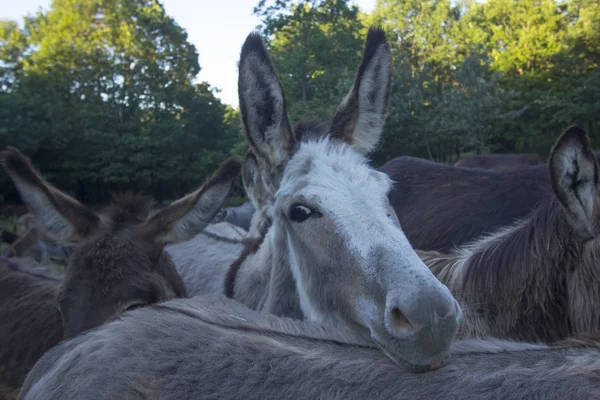 First Floor Small Group Donkeys Grazing — Stock Photo, Image