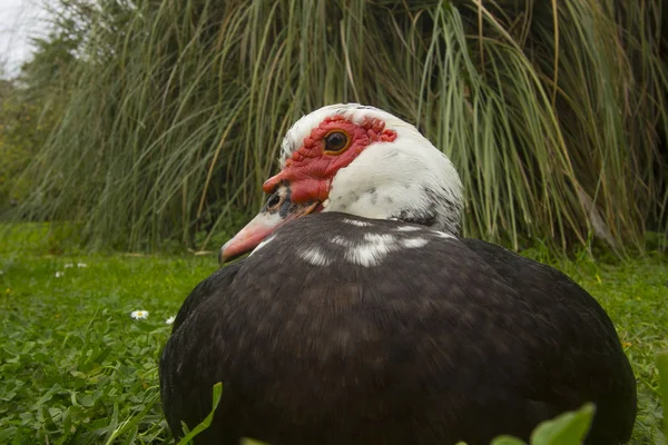 Ente Mit Rotem Kopf Auf Einer Grünen Wiese Freien — Stockfoto