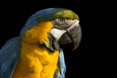 Koyu arka plan üzerinde çok renkli ara papağan portresi