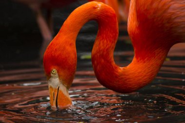 Kırmızı flamingo açık havada bitki örtüsü arasında portresi 