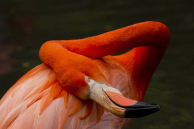 Kırmızı flamingo açık havada bitki örtüsü arasında portresi 