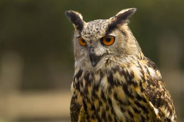 Royal baykuş açık havada portresi