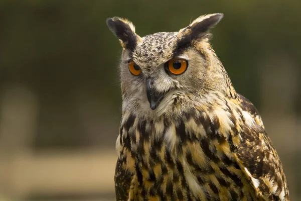 Portrait of a Royal Owl outdoors
