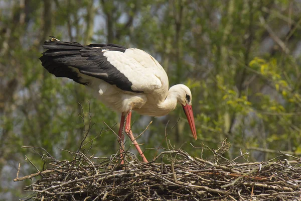 Portrait Une Cigogne Plein Air Milieu Nature — Photo