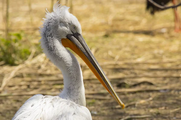 Pélican Sur Rive Une Rivière Nettoie Les Plumes — Photo