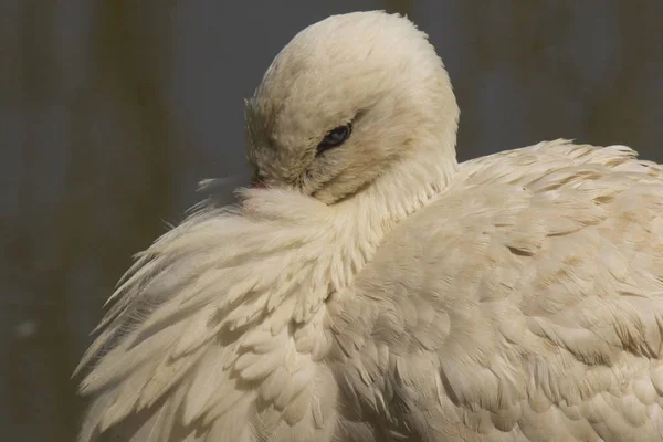 Portret Bocian Zewnątrz Pośród Przyrody — Zdjęcie stockowe