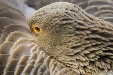 Ördek portresi güneşin güzel eşarplı