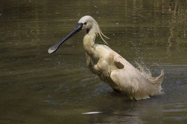 Spatule Oiseau Extérieur Dans Étang Pleine Nature — Photo