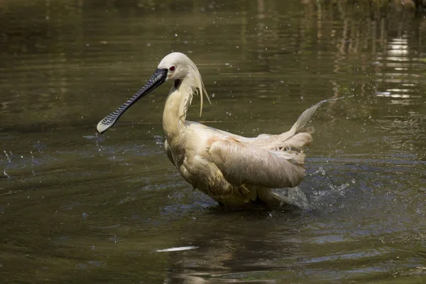 Portrait Spatule Oiseau Dans Étang — Photo