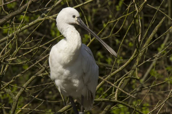 Portrait Une Spatule Oiseau Sur Les Branches Arbre — Photo