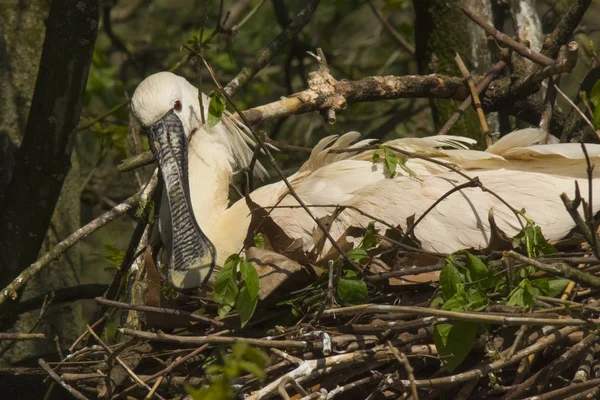 Portrait Une Spatule Oiseau Sur Les Branches Arbre — Photo