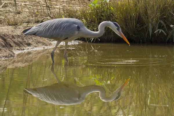 Gri balıkçıl açık havada doğa ortasında küçük bir gölde