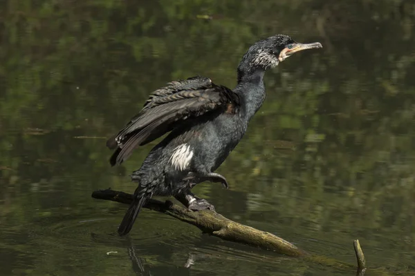 Retrato Cormorato Livre Uma Lagoa Sobre Ramo — Fotografia de Stock