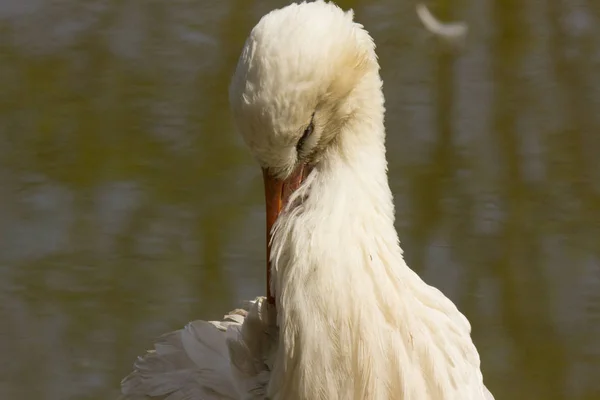 Portret Van Een Ooievaar Buiten Midden Natuur — Stockfoto