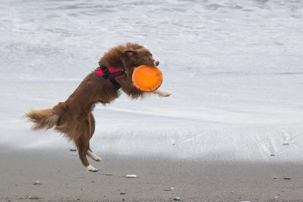 Cão Brincando Mar Com Frisbee Fazer Salto — Fotografia de Stock