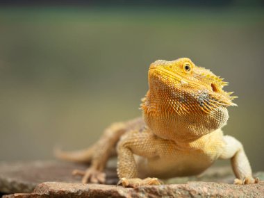 Pogona veya sakallı Ejder 