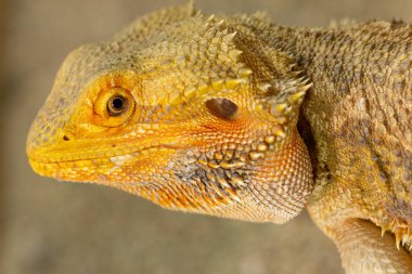 Pogona veya sakallı Ejder 