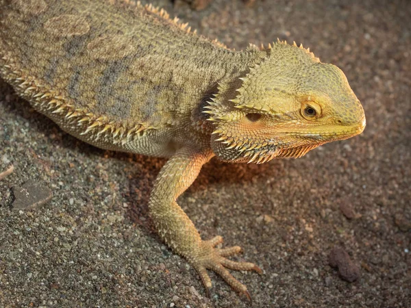 Pogona lub Brodaty Smok — Zdjęcie stockowe