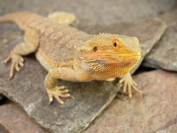 Pogona lub Brodaty Smok — Zdjęcie stockowe