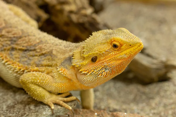 Pogona eller skäggiga drake — Stockfoto