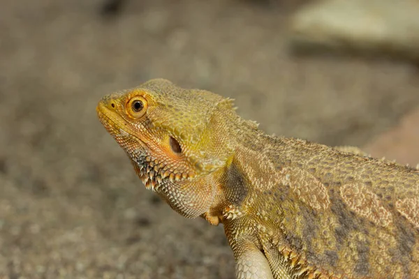 Pogona lub Brodaty Smok — Zdjęcie stockowe