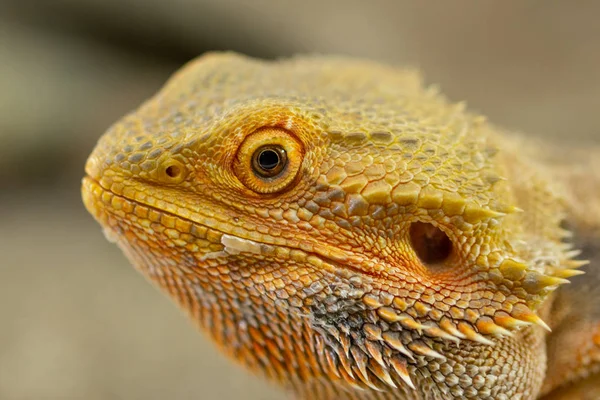 Pogona eller skäggiga drake — Stockfoto