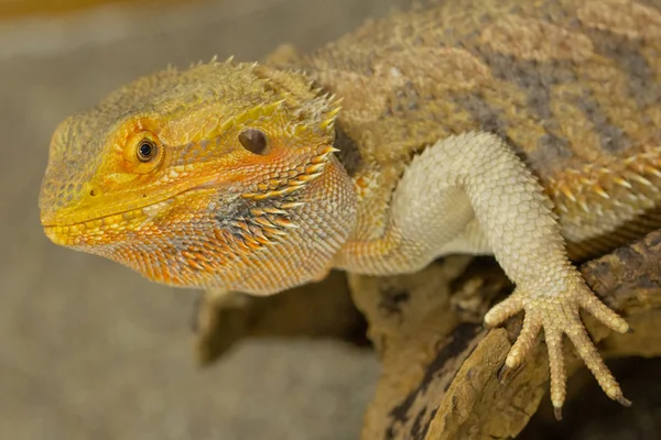 Pogona lub Brodaty Smok — Zdjęcie stockowe