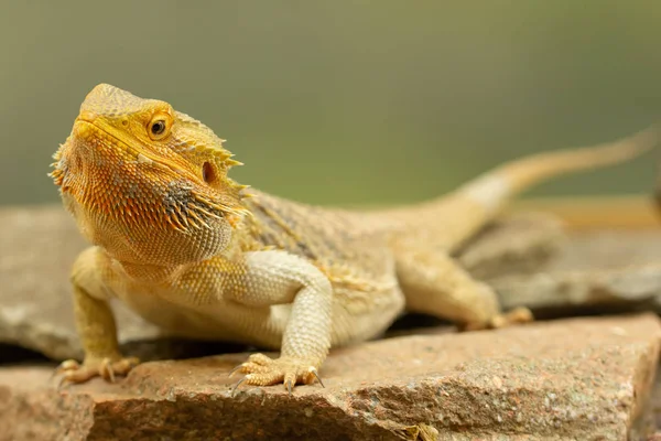 Pogona ou dragão barbudo — Fotografia de Stock