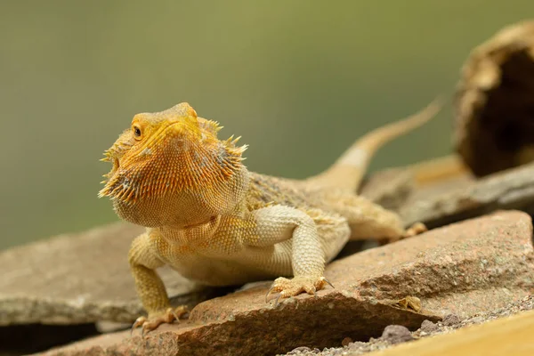 Pogona ou dragão barbudo — Fotografia de Stock