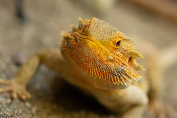 Pogona ou dragão barbudo — Fotografia de Stock