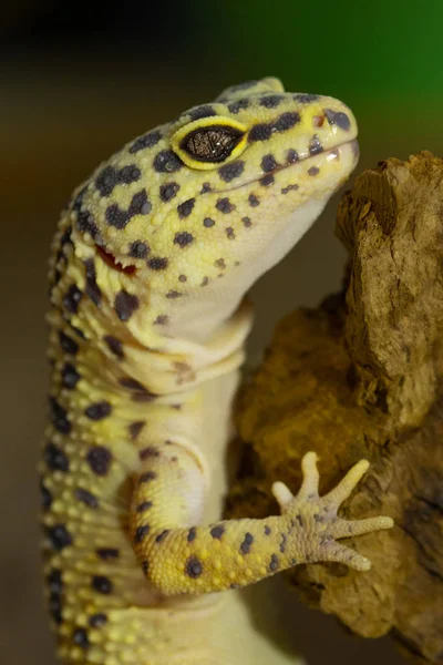 Gecko Leopardo — Fotografia de Stock