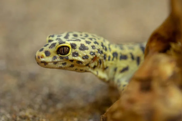 Gecko Leopard — 图库照片