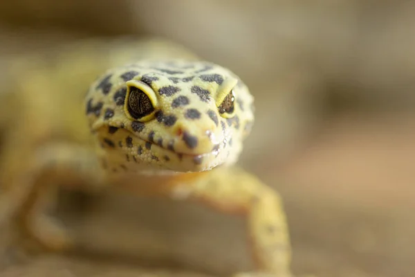 Geco leopardo — Foto Stock