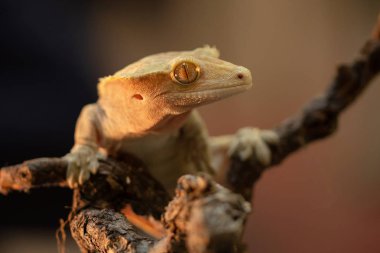 Correlophus ciliatus or Gecko Crestate