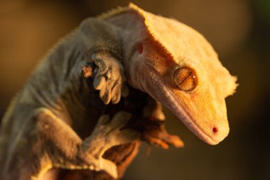 Correlophus ciliatus or Gecko Crestate