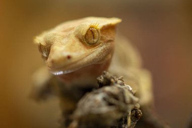 Correlophus ciliatus or Gecko Crestate