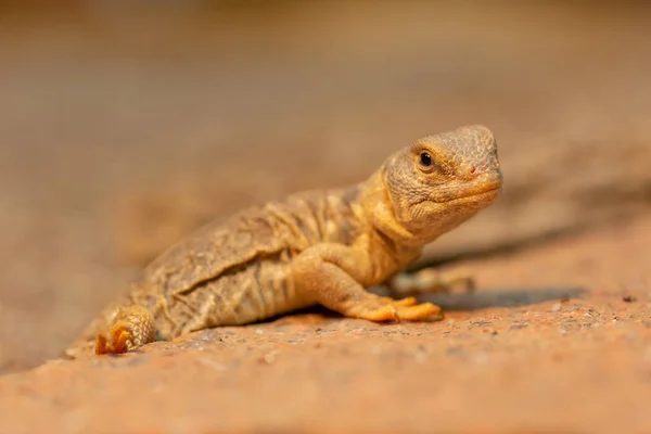 Uromastyx princeps eller sandkatter ödla — Stockfoto