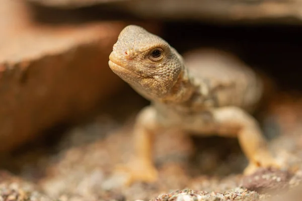 Uromastyx princeps veya dikenli kuyruklu kertenkele