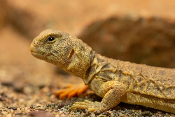 Uromastyx princeps or spiny-tailed lizard — Stock Photo, Image