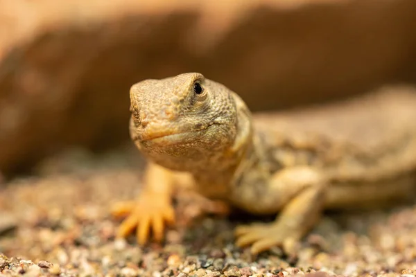 Uromastyx princeps lub biczogona — Zdjęcie stockowe