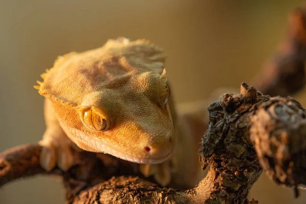 Correlophus ciliatus or Gecko Crestate