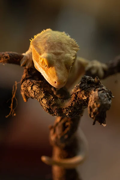 Correlophus ciliatus або Gecko Crestate — стокове фото