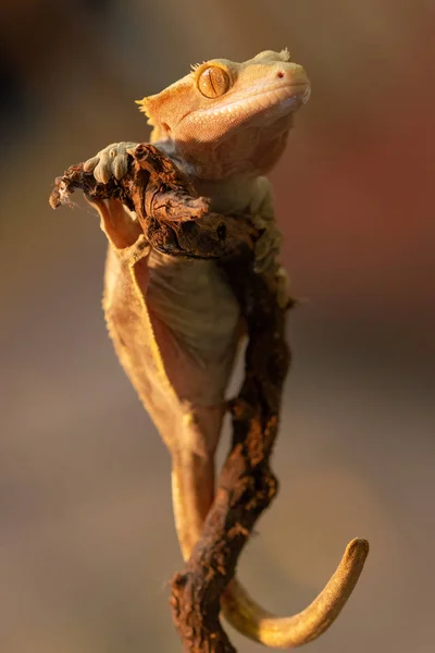 Correlophus ciliatus ou Gecko Crestate — Fotografia de Stock