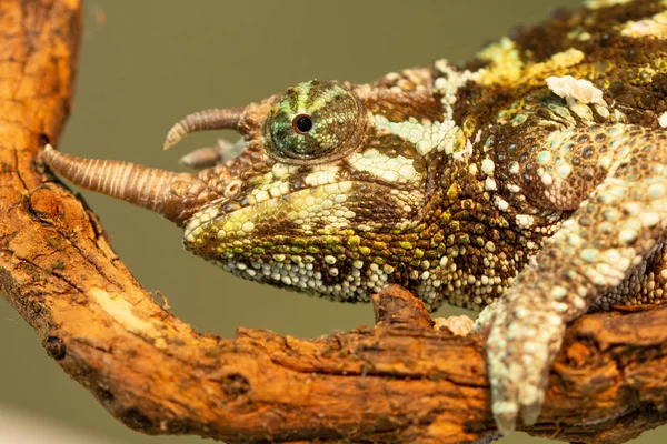 Jacksonii Trioceros or Jackson chameleon