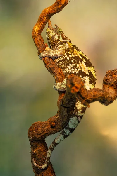 Jacksonii Trioceros or Jackson chameleon