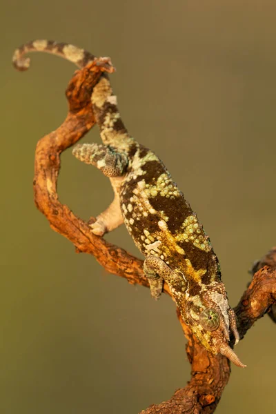 Jacksonii Trioceros or Jackson chameleon