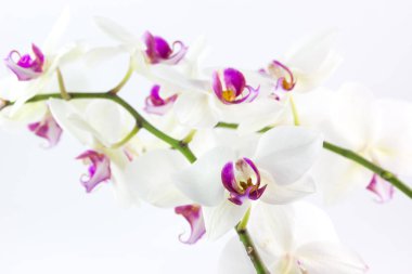 Beyaz ve mor orkide kaynaklanıyor